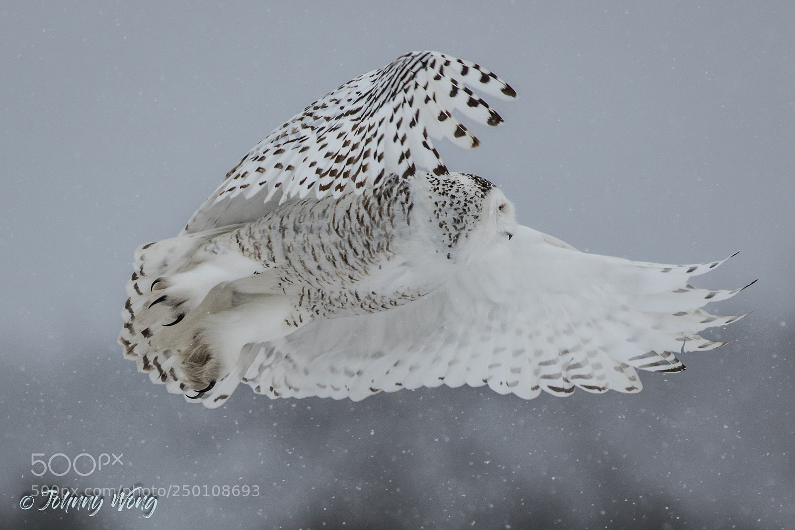 Canon EOS 7D Mark II sample photo. Snowy owl photography