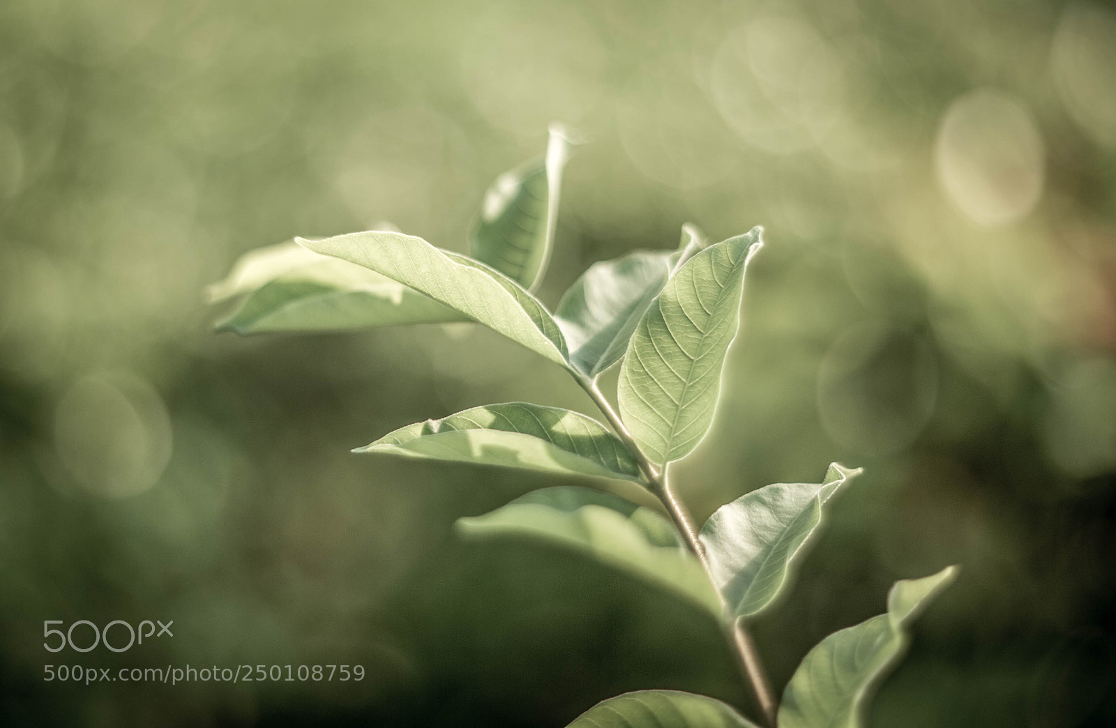 Nikon Df sample photo. Life photography