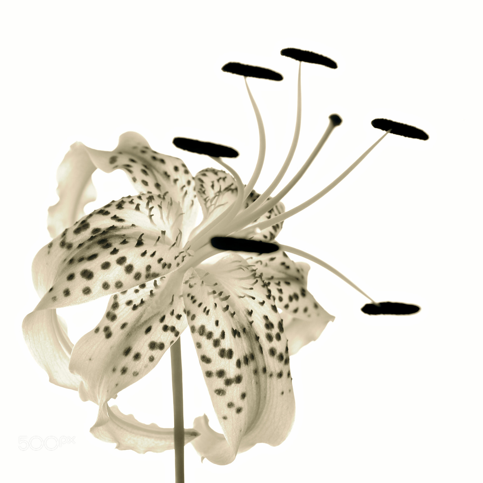 Nikon D3200 sample photo. "the flower" photography