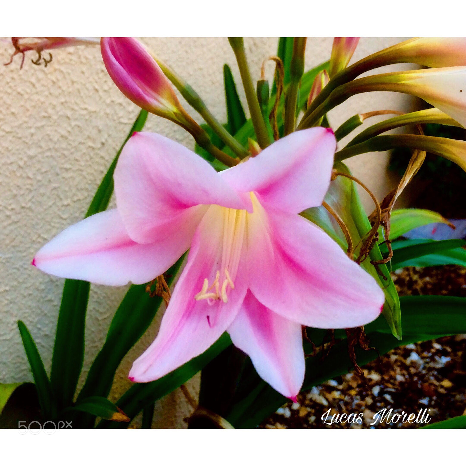 Apple iPhone 5s sample photo. Untitled photography