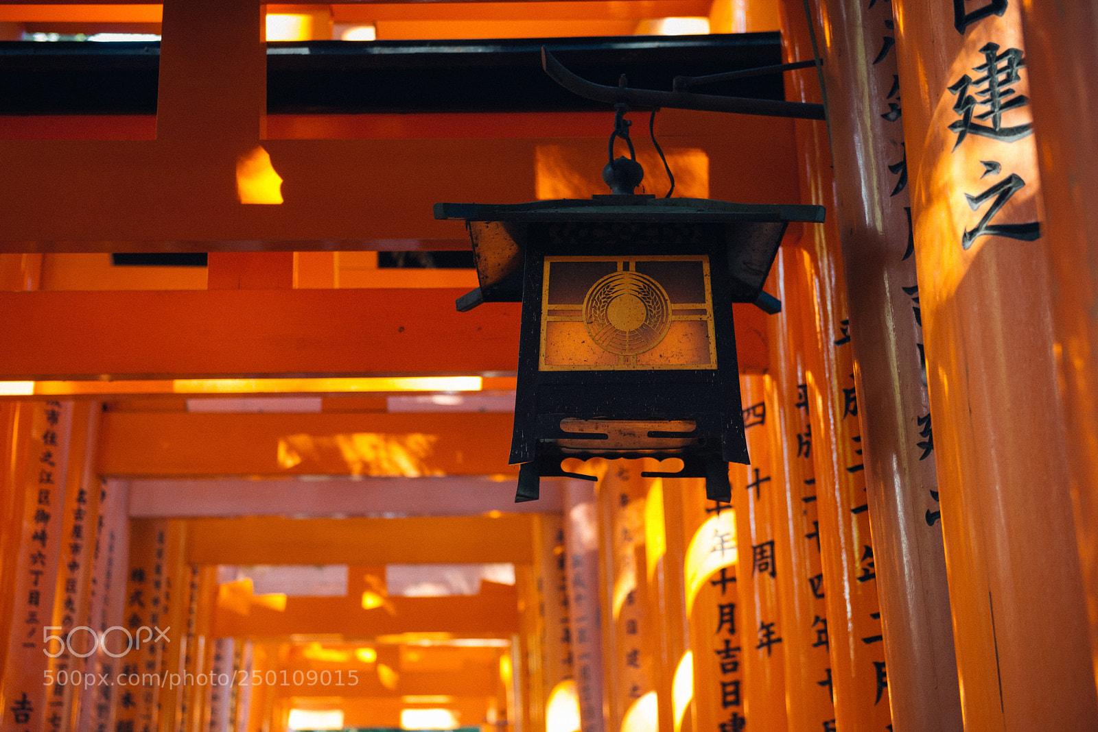 Nikon D800 sample photo. 千本鸟居 photography