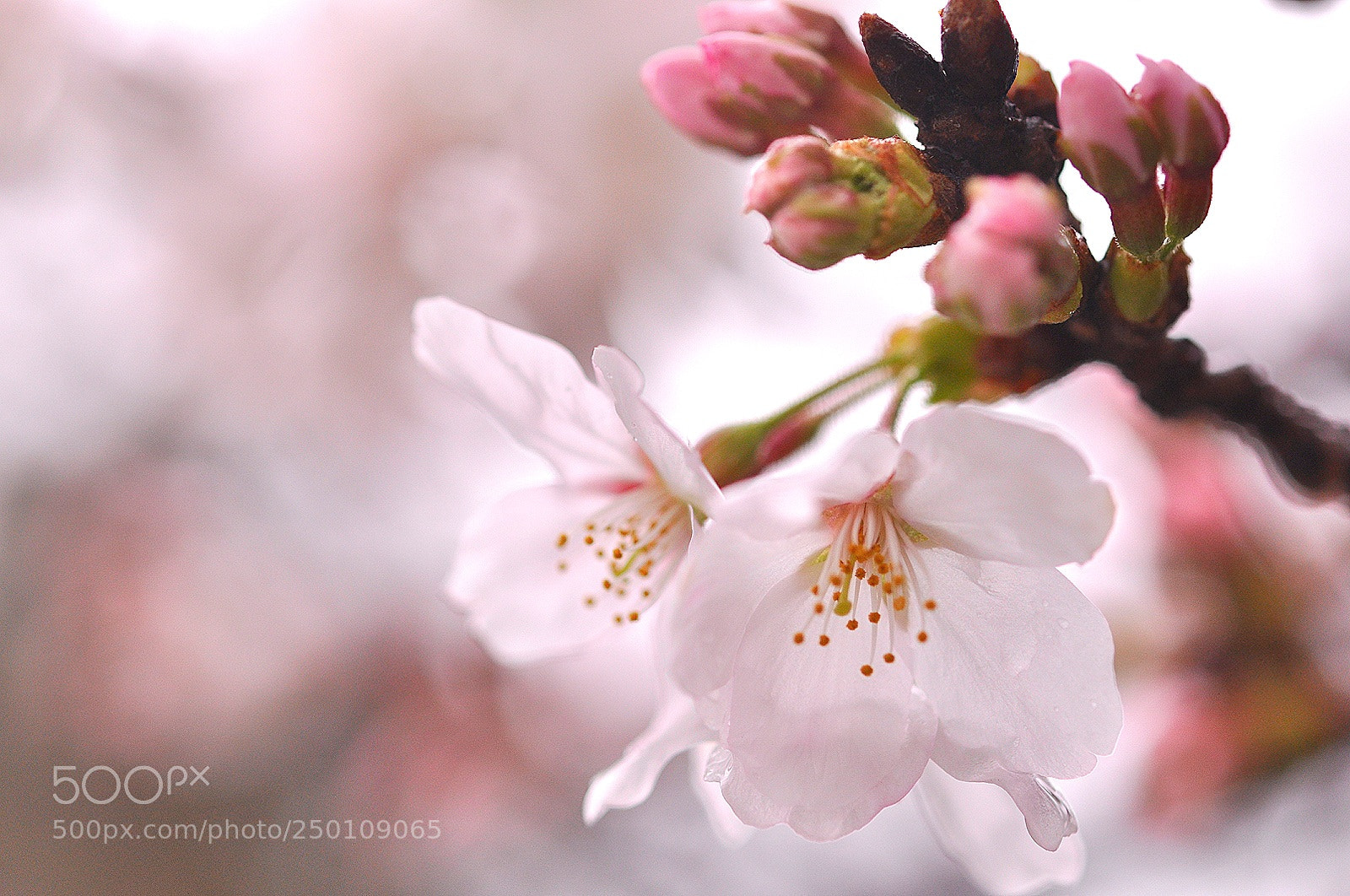Nikon D90 sample photo. Untitled photography