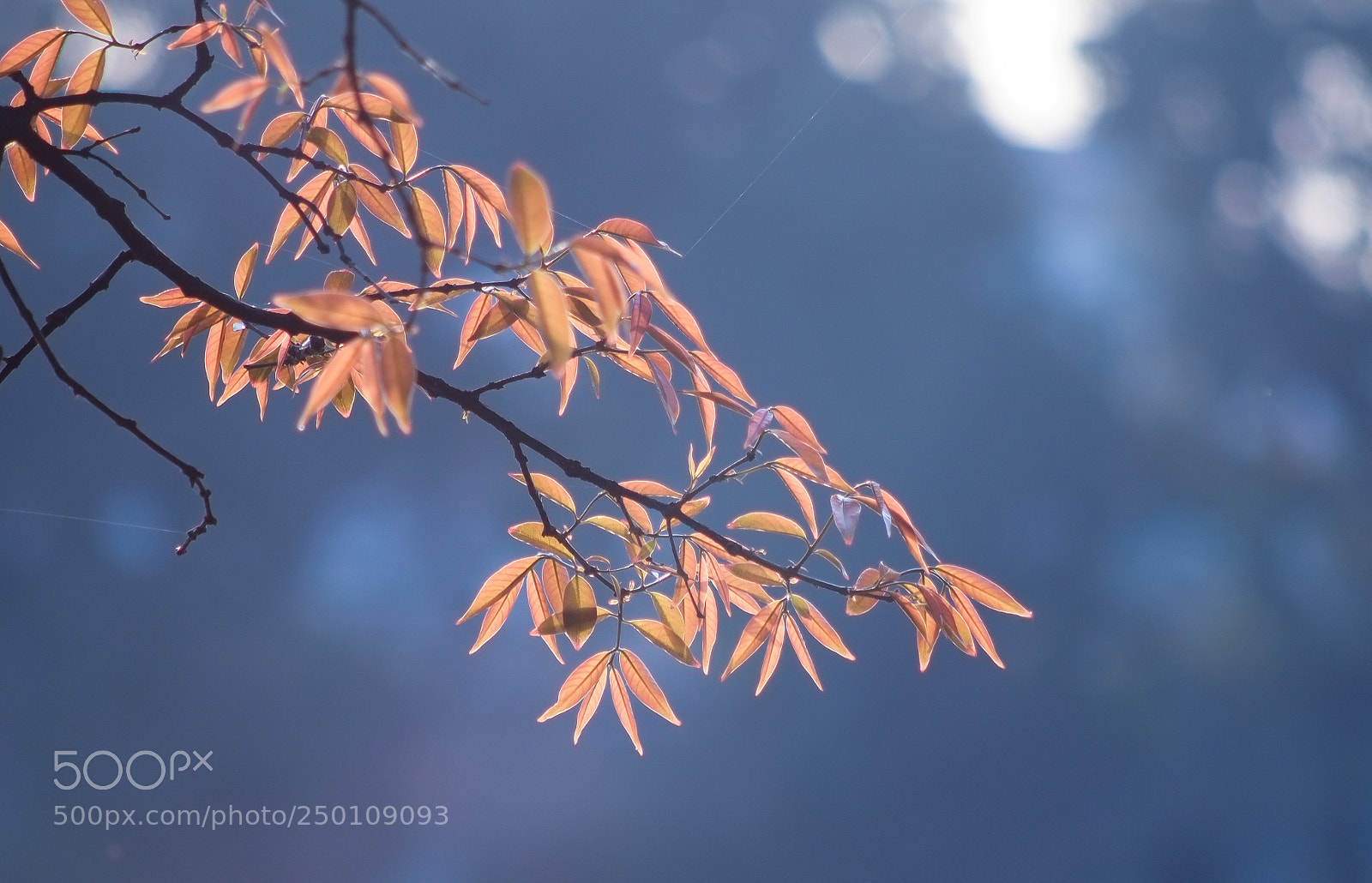 Fujifilm X-E1 sample photo. Golden leaf photography