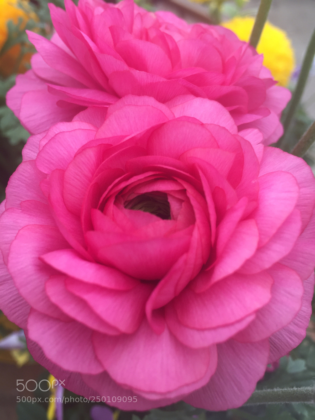 Apple iPhone 6 sample photo. Pink lush photography