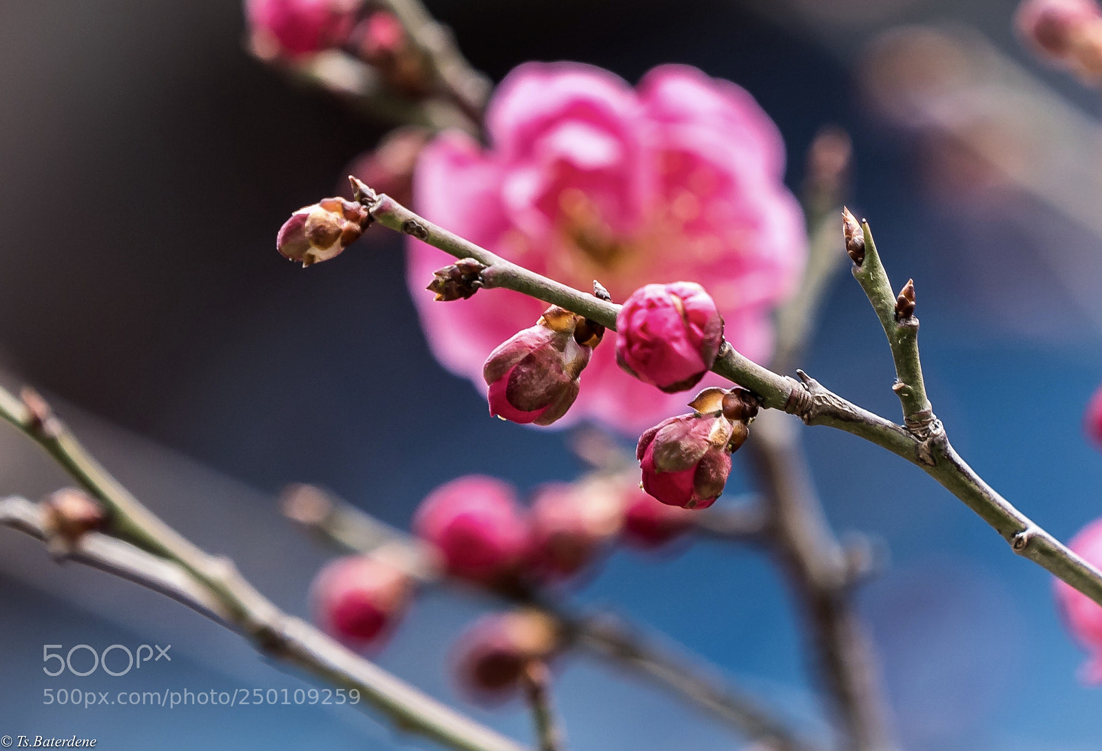 Sony a9 sample photo. Blossoming flower photography
