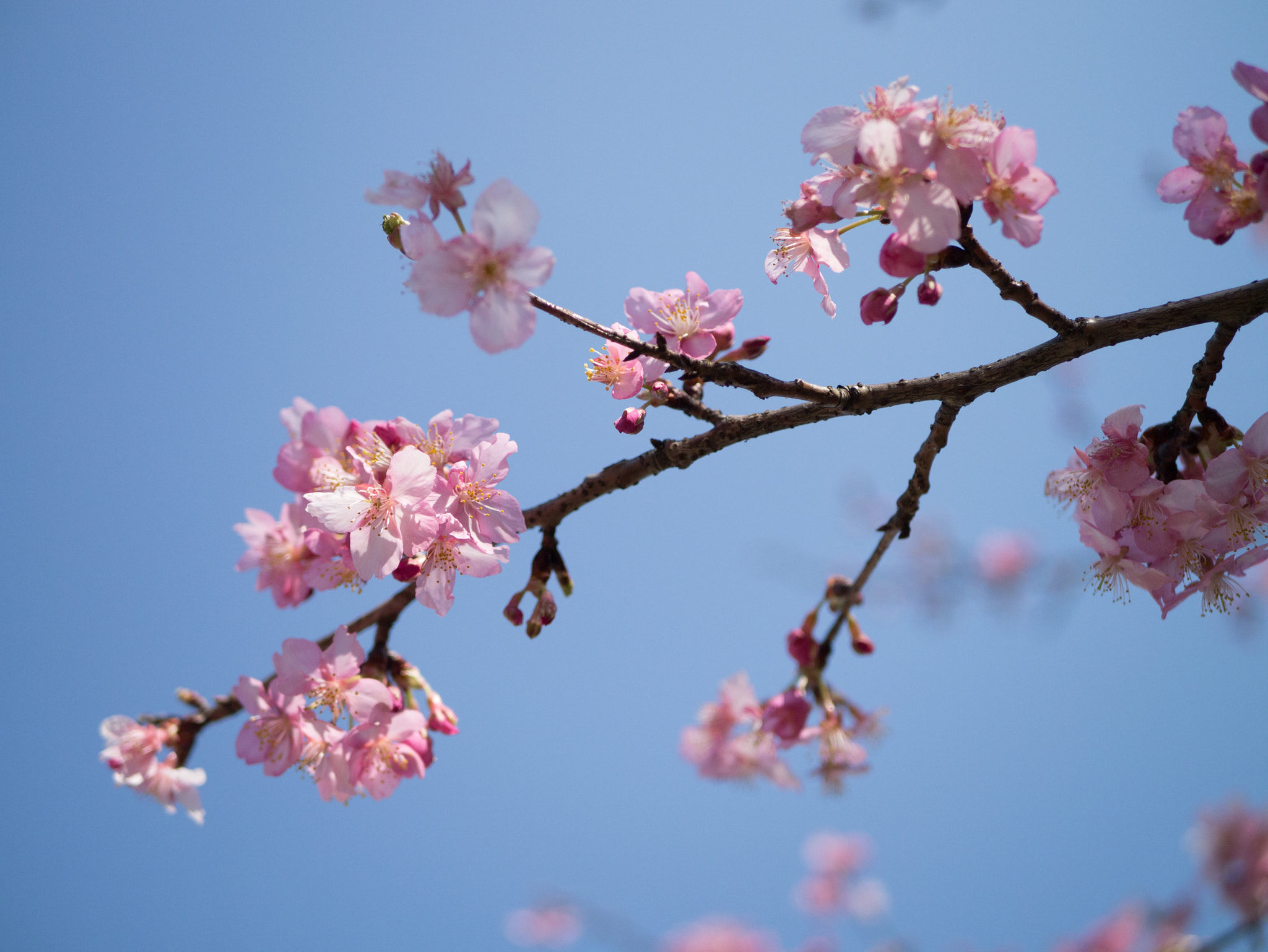 Panasonic Lumix DMC-GX1 sample photo. 梅とさくら photography