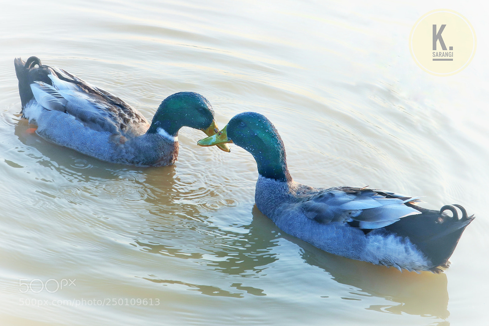 Canon EOS 200D (EOS Rebel SL2 / EOS Kiss X9) sample photo. Ducks photography