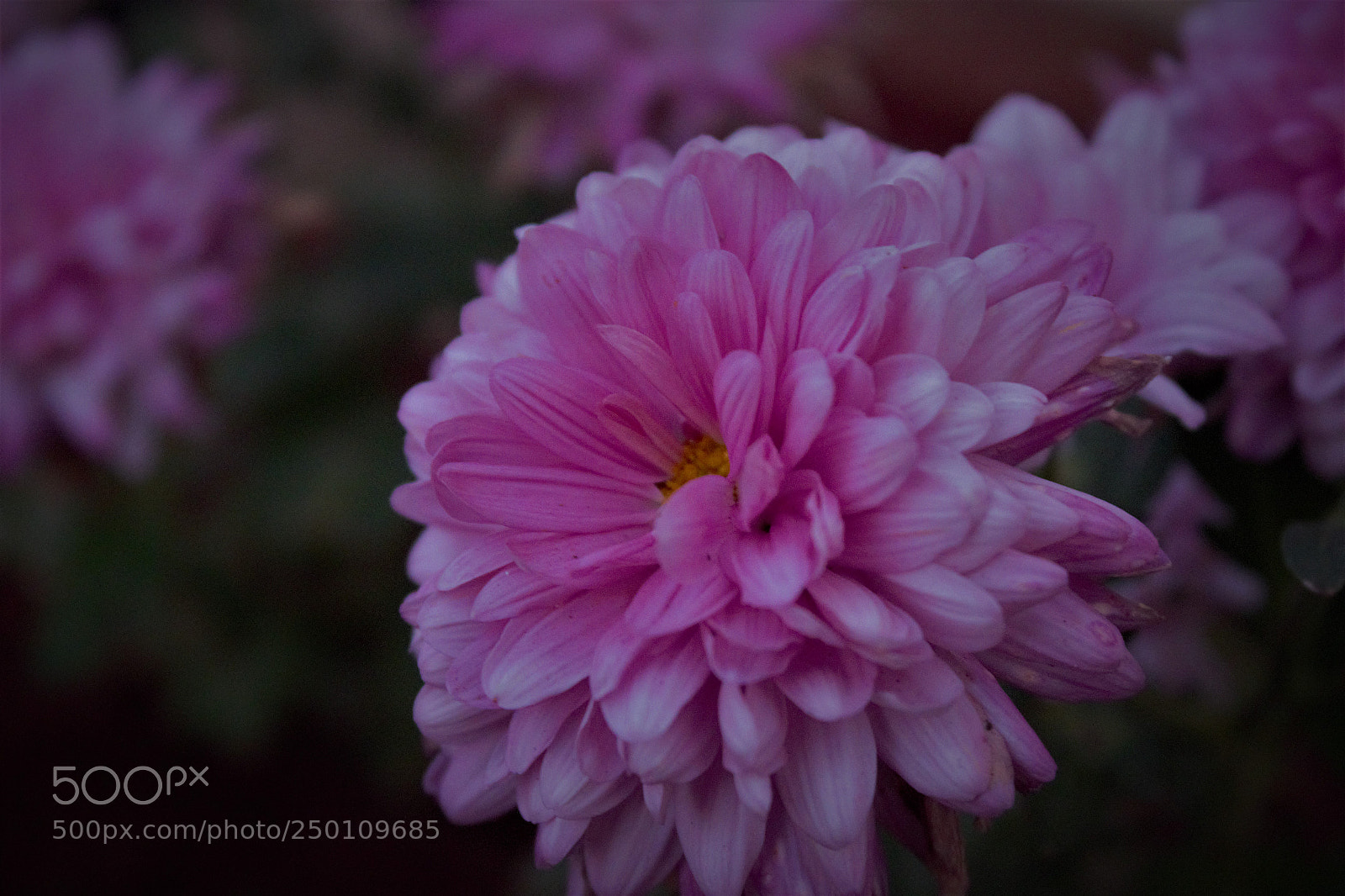 Canon EOS 600D (Rebel EOS T3i / EOS Kiss X5) sample photo. () photography