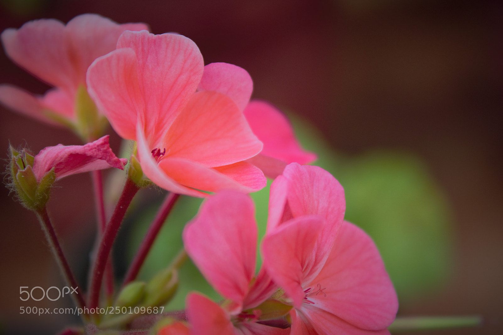 Canon EOS 600D (Rebel EOS T3i / EOS Kiss X5) sample photo. () photography