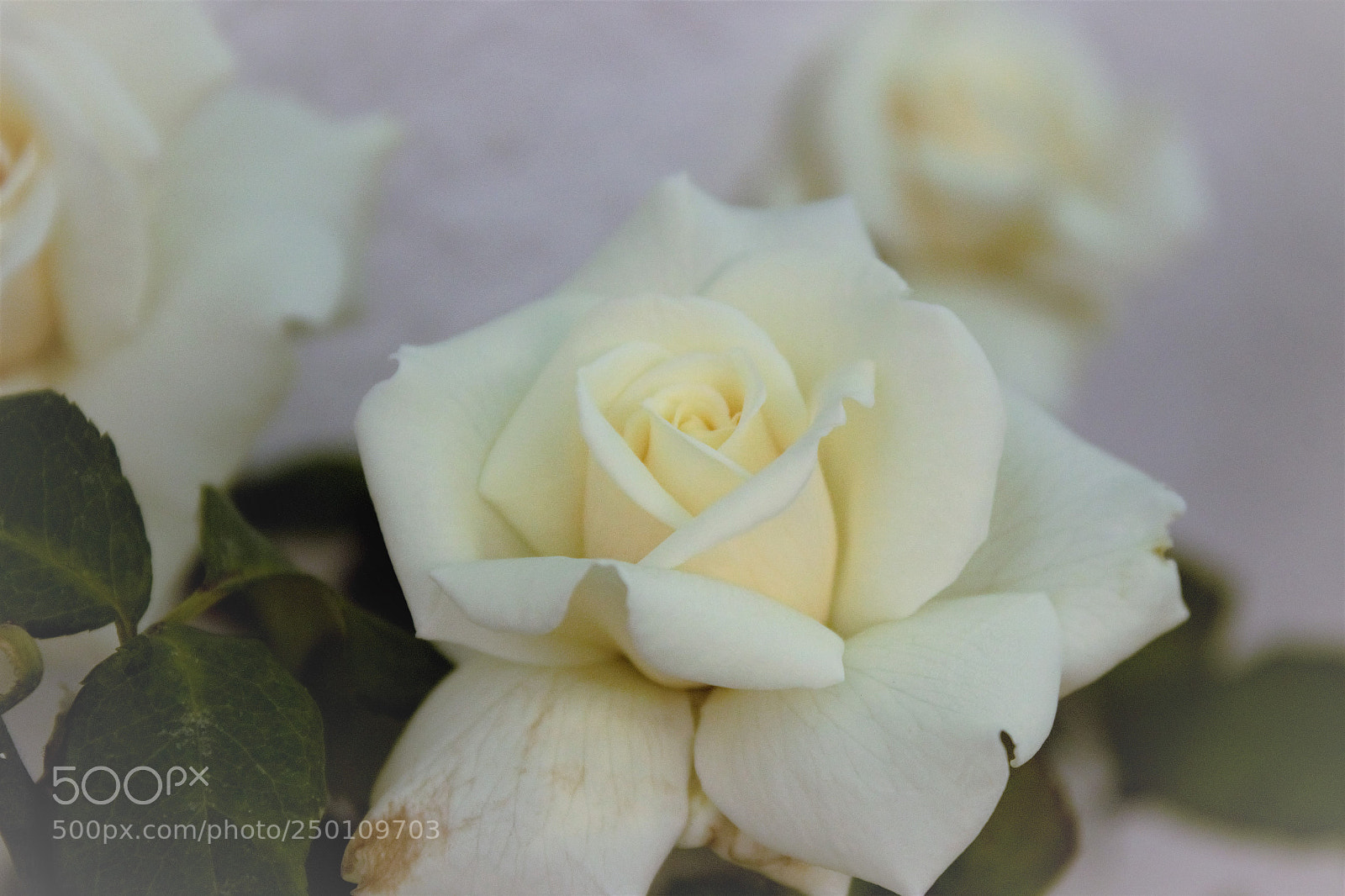 Canon EOS 600D (Rebel EOS T3i / EOS Kiss X5) sample photo. () photography