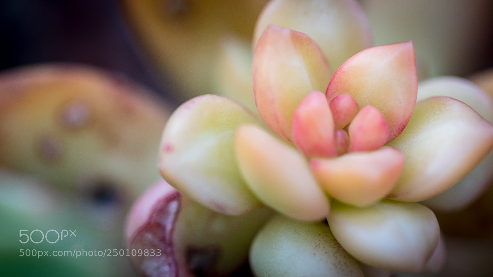Canon EOS 5D Mark IV sample photo. Elegant succulent photography