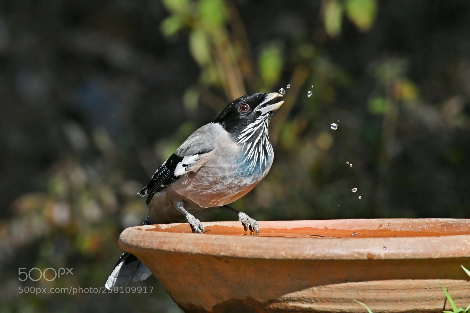 Nikon D500 sample photo. Black headed jay.. its photography