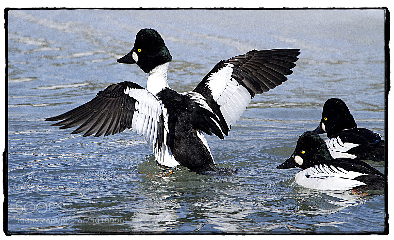 Canon EOS 7D sample photo. Common goldeneye  photography