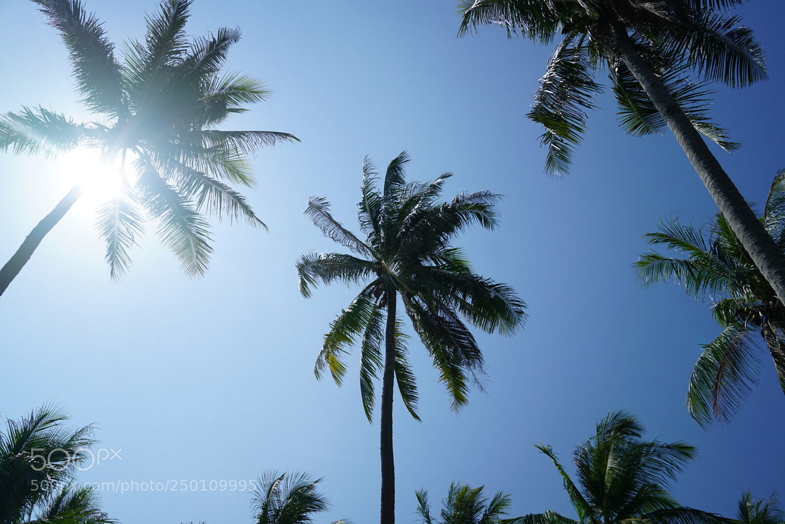 Sony a7R II sample photo. Palm trees in racha photography