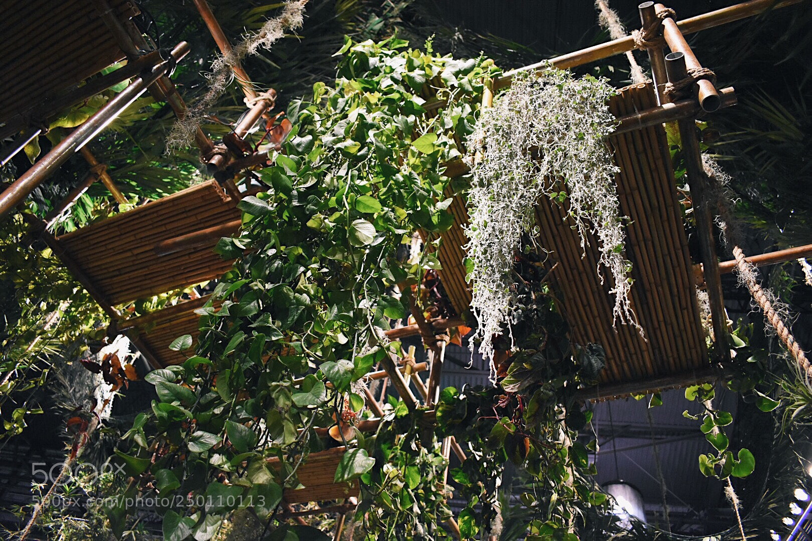 Nikon D3400 sample photo. Rip vine photography