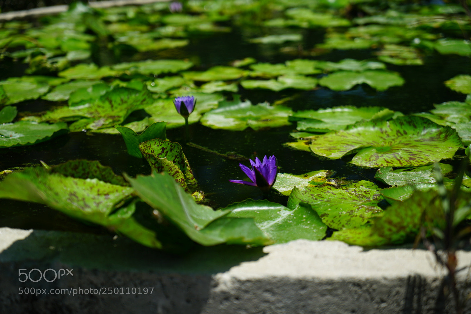 Sony a7R II sample photo. Siam flower photography