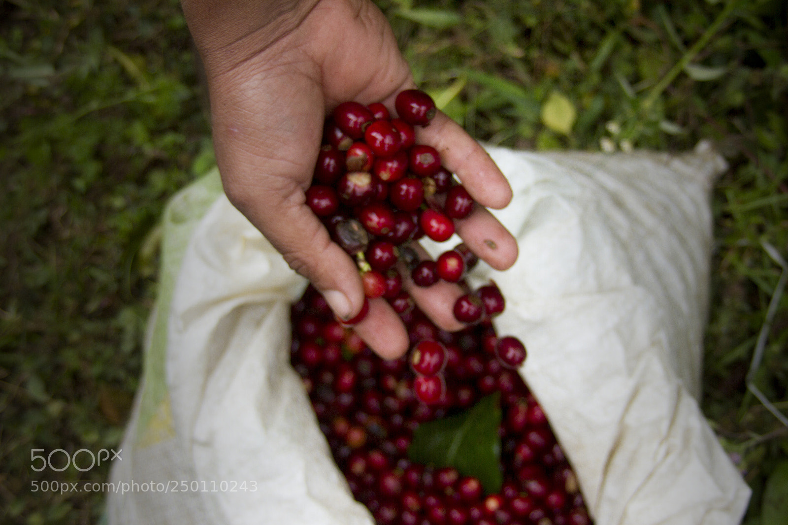 Canon EOS 7D sample photo. Coffee cherry photography