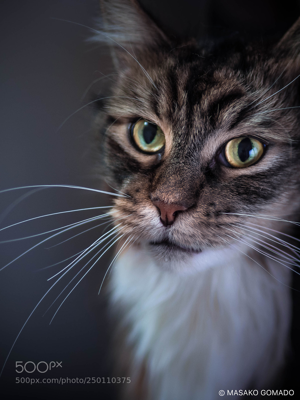 Olympus OM-D E-M1 sample photo. Cat photography