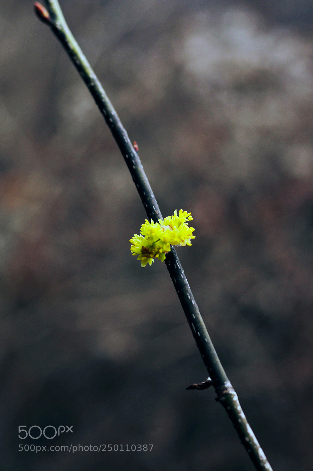 Canon EOS 70D sample photo. Spring is coming photography