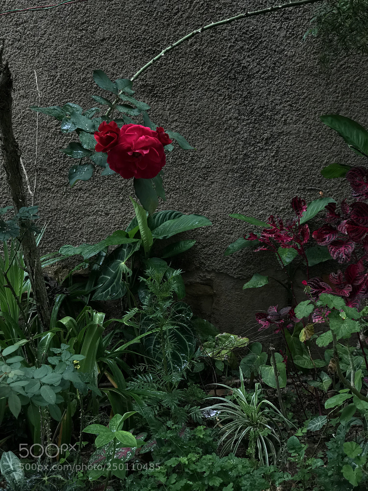 Apple iPhone 7 Plus sample photo. Central photography