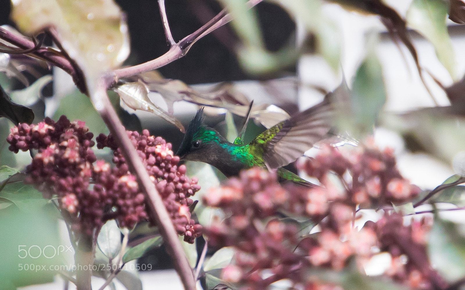 Canon EOS 6D Mark II sample photo. Hungry hummingbird photography