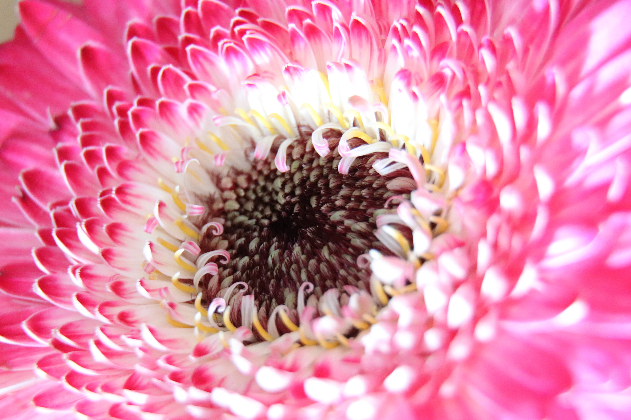 Canon EOS 77D (EOS 9000D / EOS 770D) sample photo. Makro gerbera photography