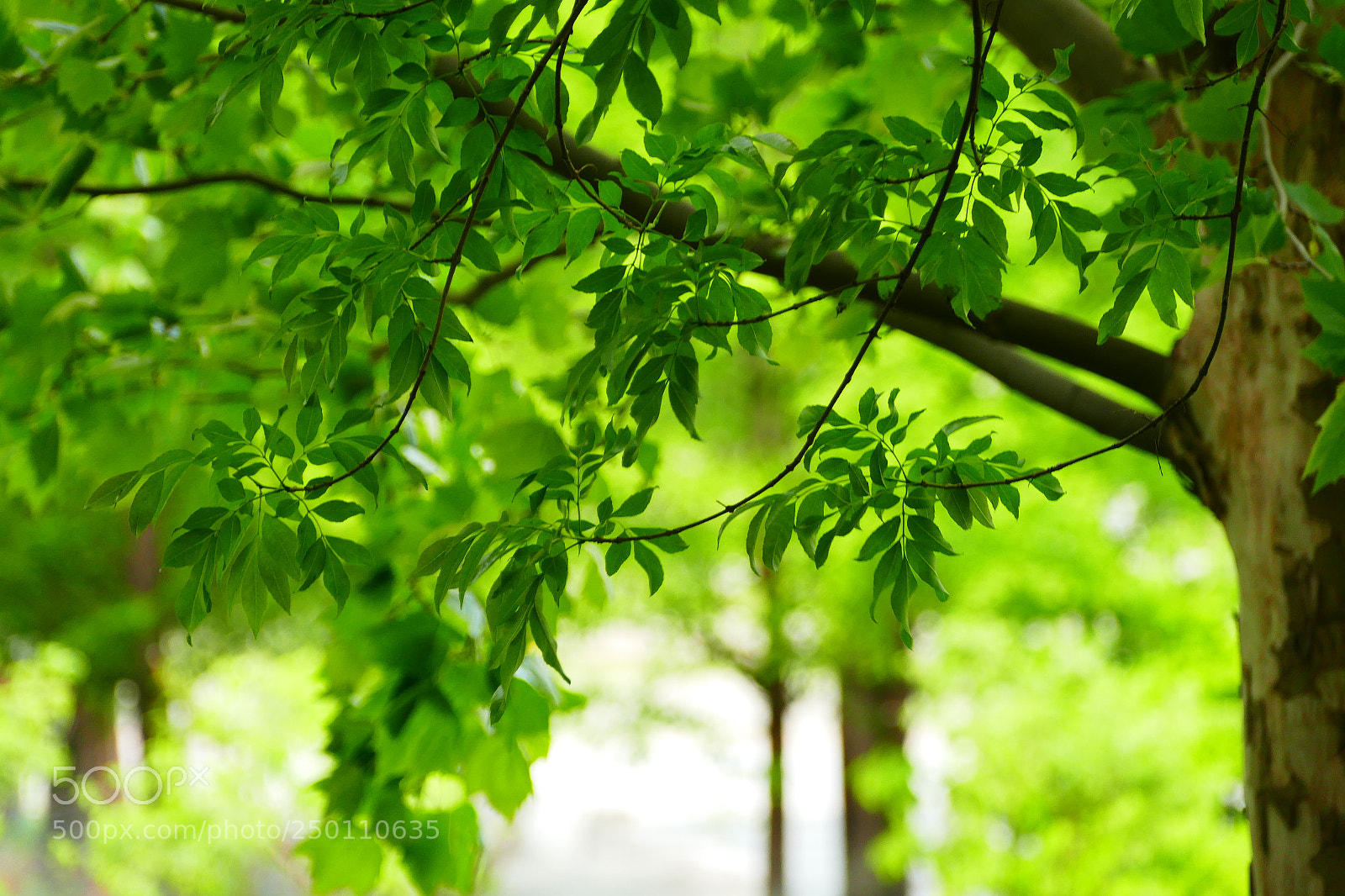 Panasonic Lumix DMC-FZ1000 sample photo. Tree photography