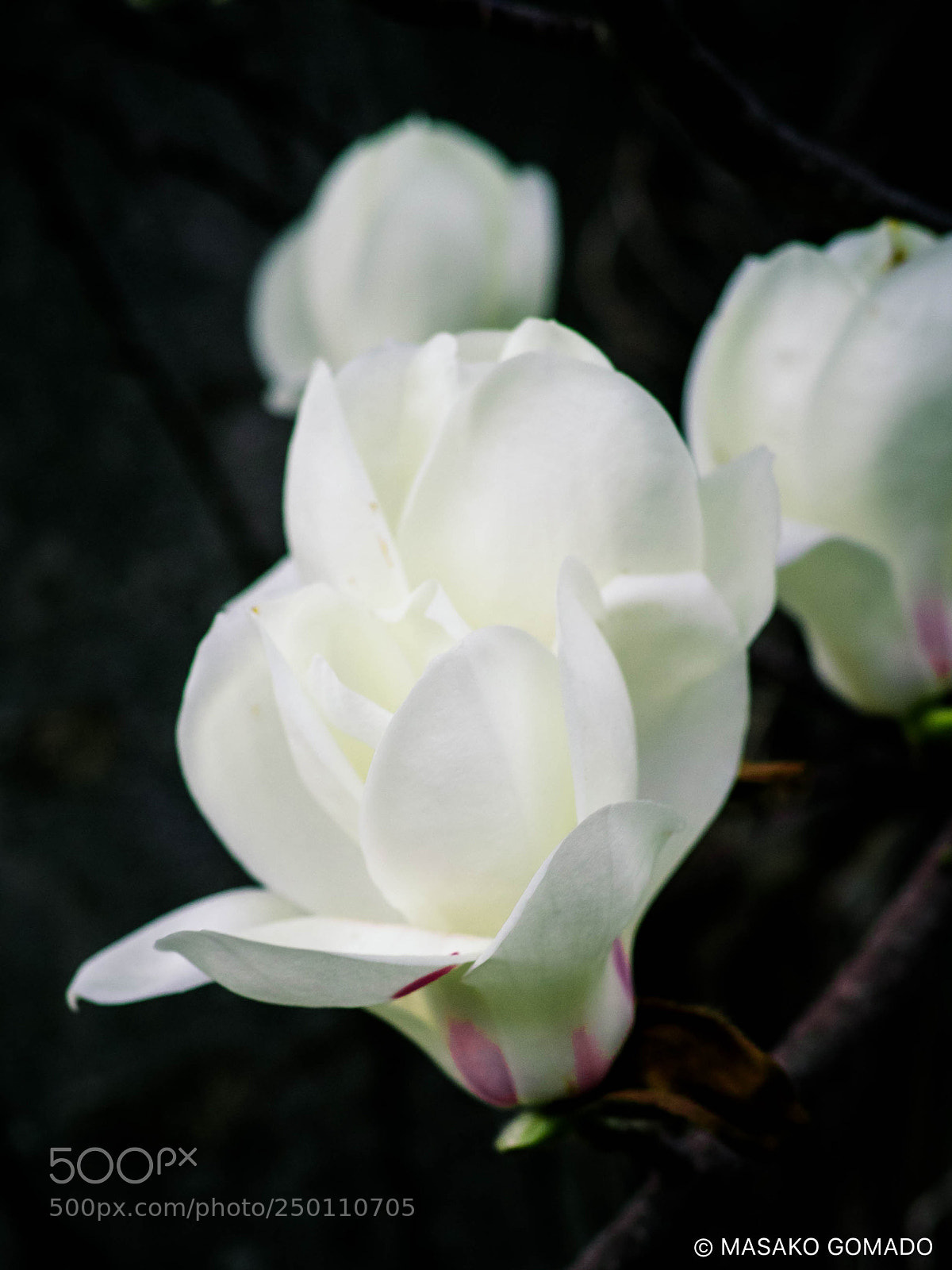 Olympus OM-D E-M1 sample photo. First breath photography