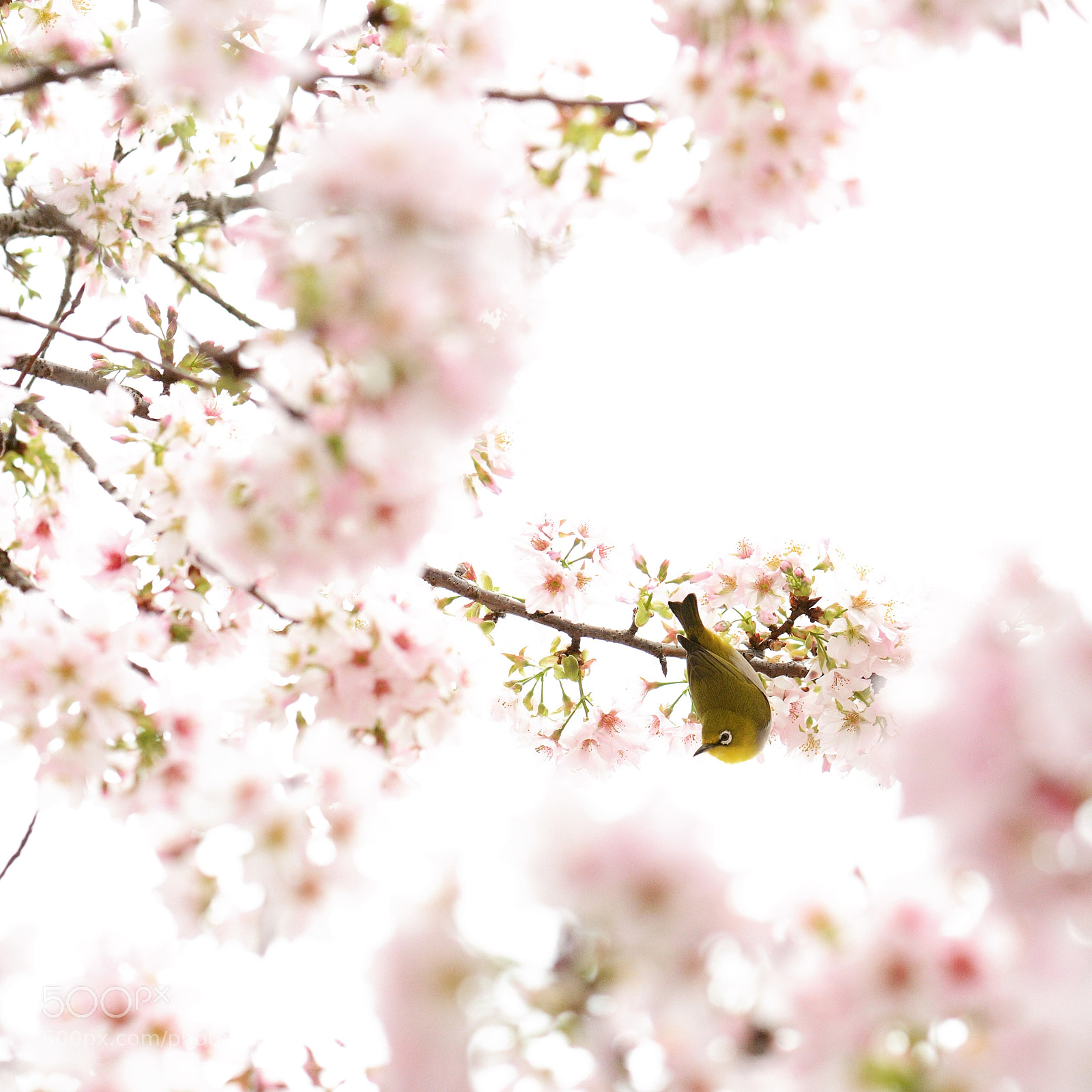 Nikon D800 sample photo. Untitled photography