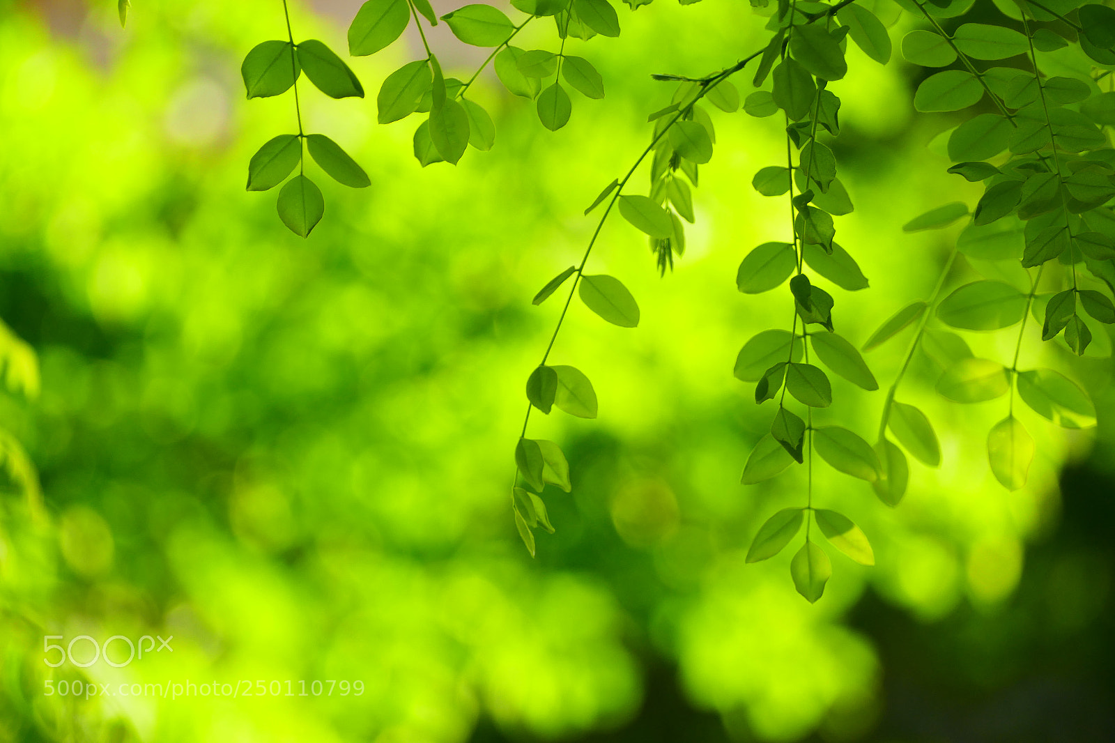 Panasonic Lumix DMC-FZ1000 sample photo. 禅 photography
