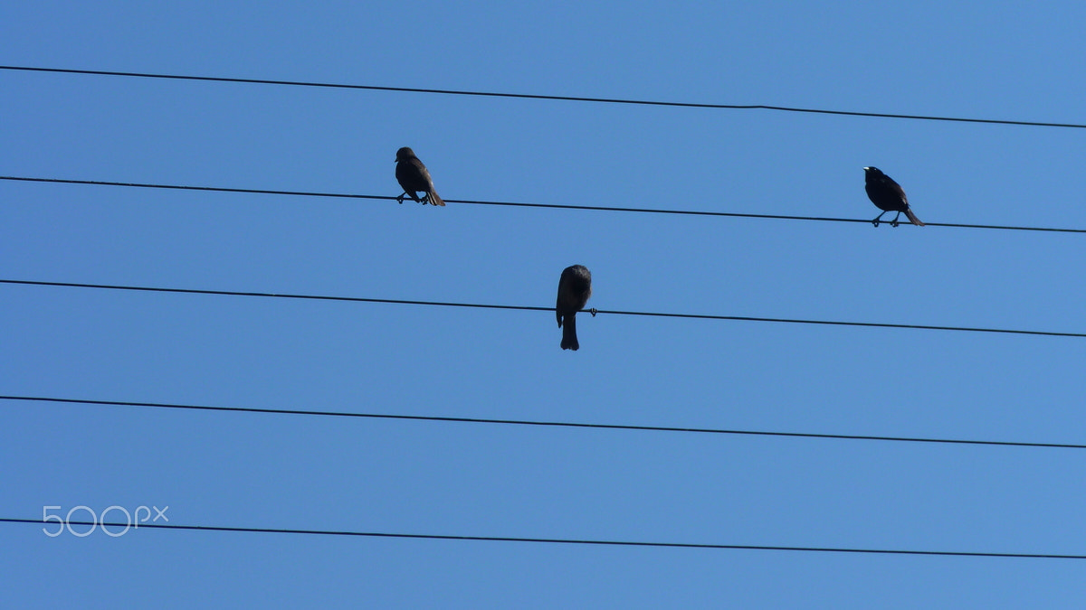 Panasonic Lumix DMC-FZ35 (Lumix DMC-FZ38) sample photo. Bird pentagram photography