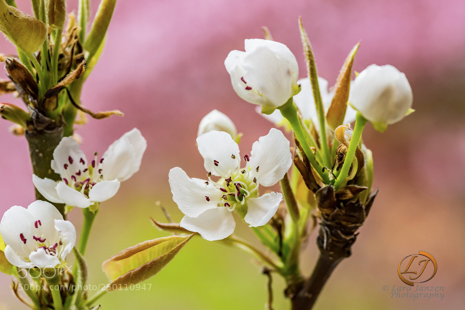 Nikon D7200 sample photo. Spring is coming photography