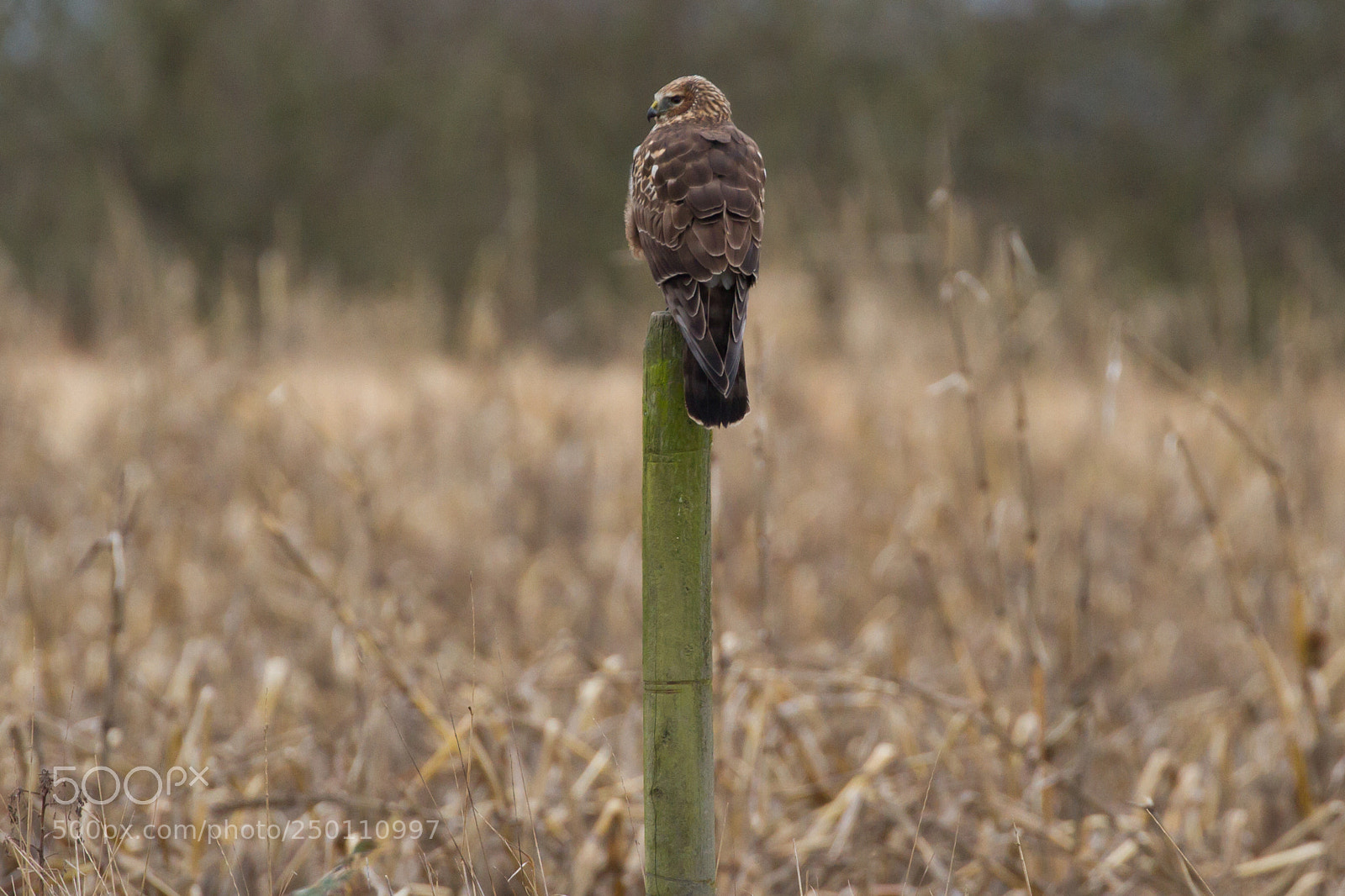 Canon EOS 7D sample photo. Northern harrier photography