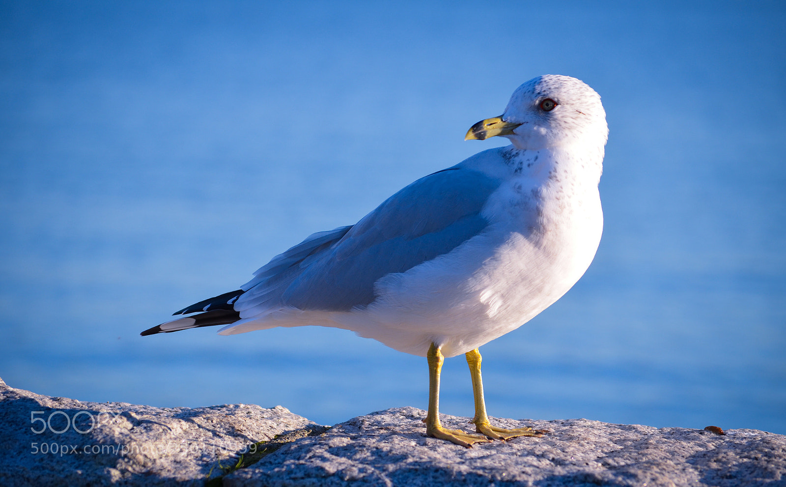 Nikon D5100 sample photo. Bird watching photography
