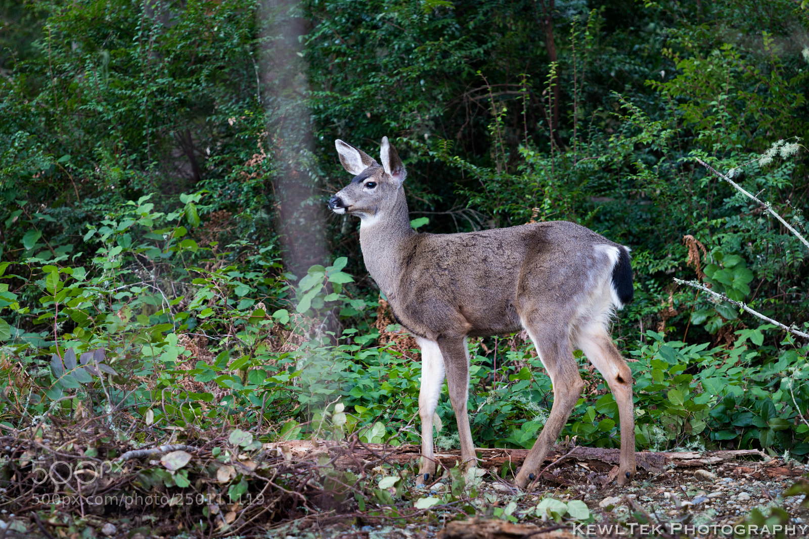 Canon EOS 80D sample photo. Deer photography