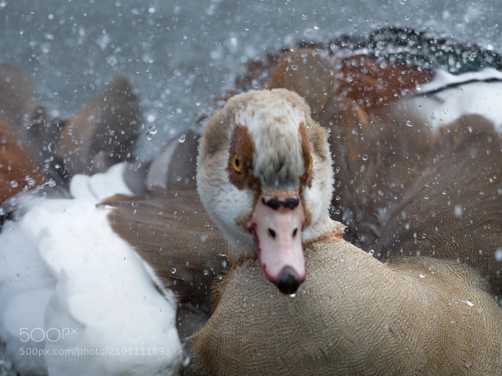 Olympus OM-D E-M1 Mark II sample photo. Egyptian goose cleaning photography
