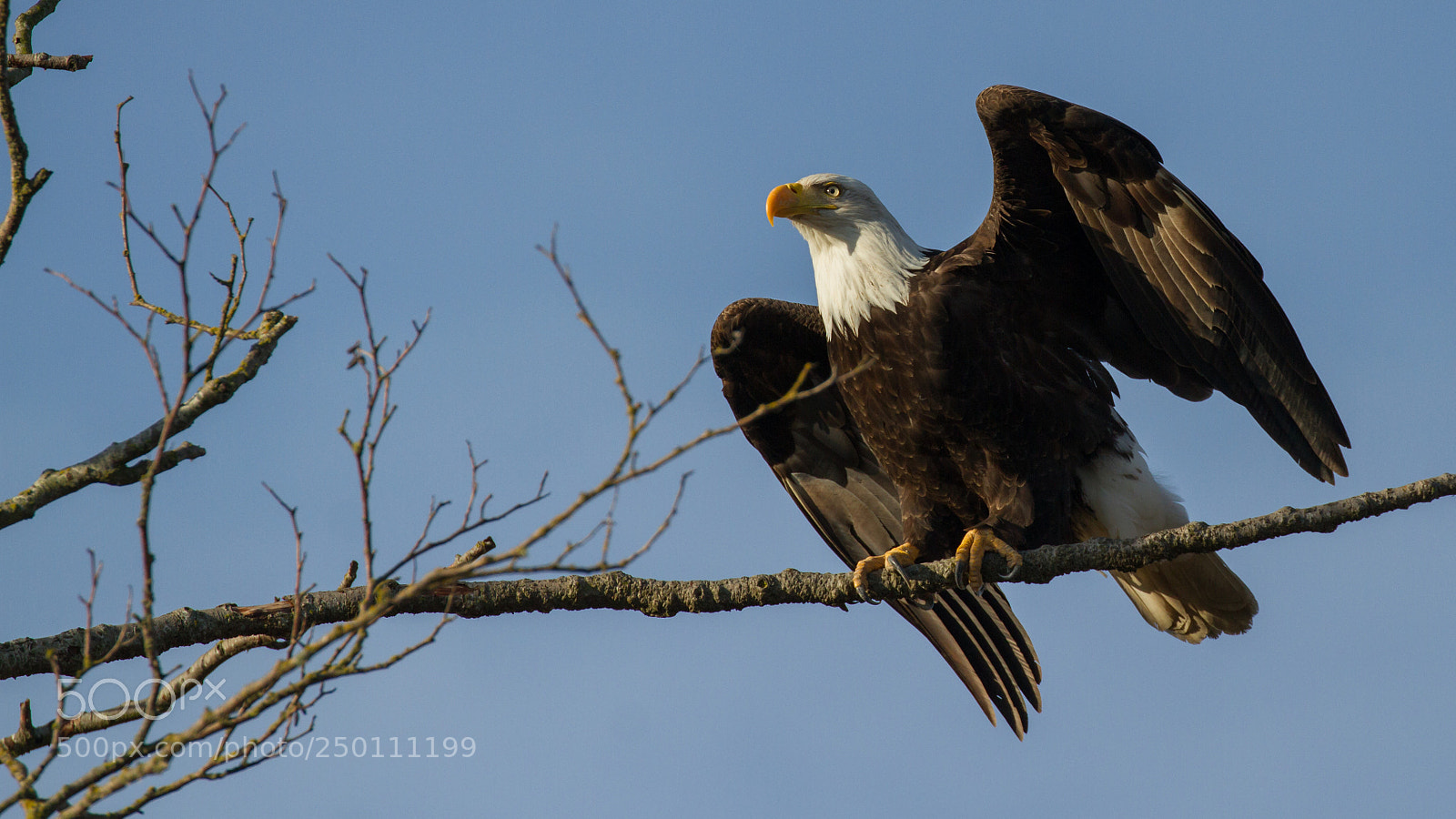 Canon EOS 7D sample photo. Bald eagle photography