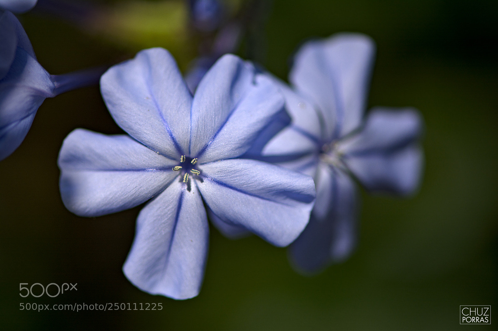 Nikon D7100 sample photo. Flowers photography