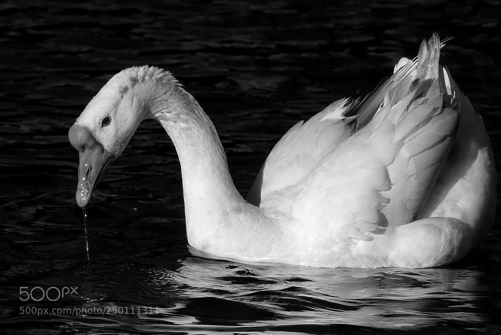 Panasonic Lumix DMC-FZ300 sample photo. Schwan photography