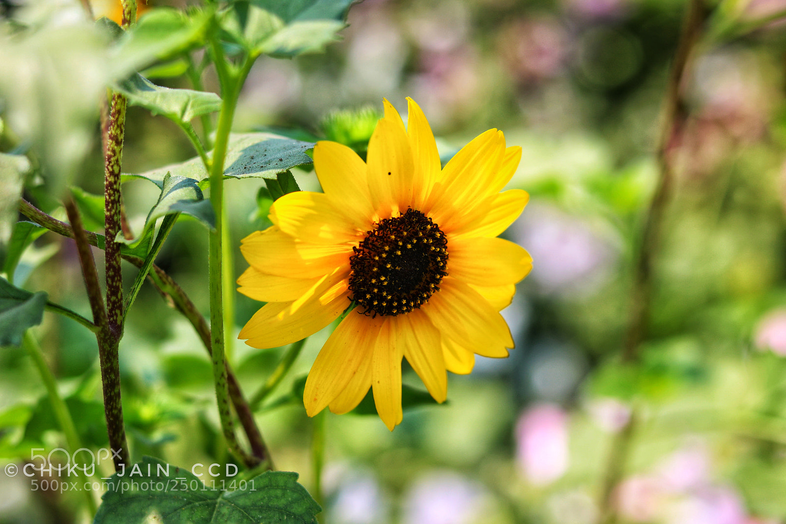 Canon EOS 750D (EOS Rebel T6i / EOS Kiss X8i) sample photo. Nature photography