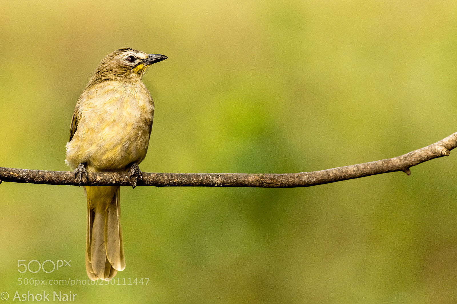 Nikon D850 sample photo. White browed bulbul photography