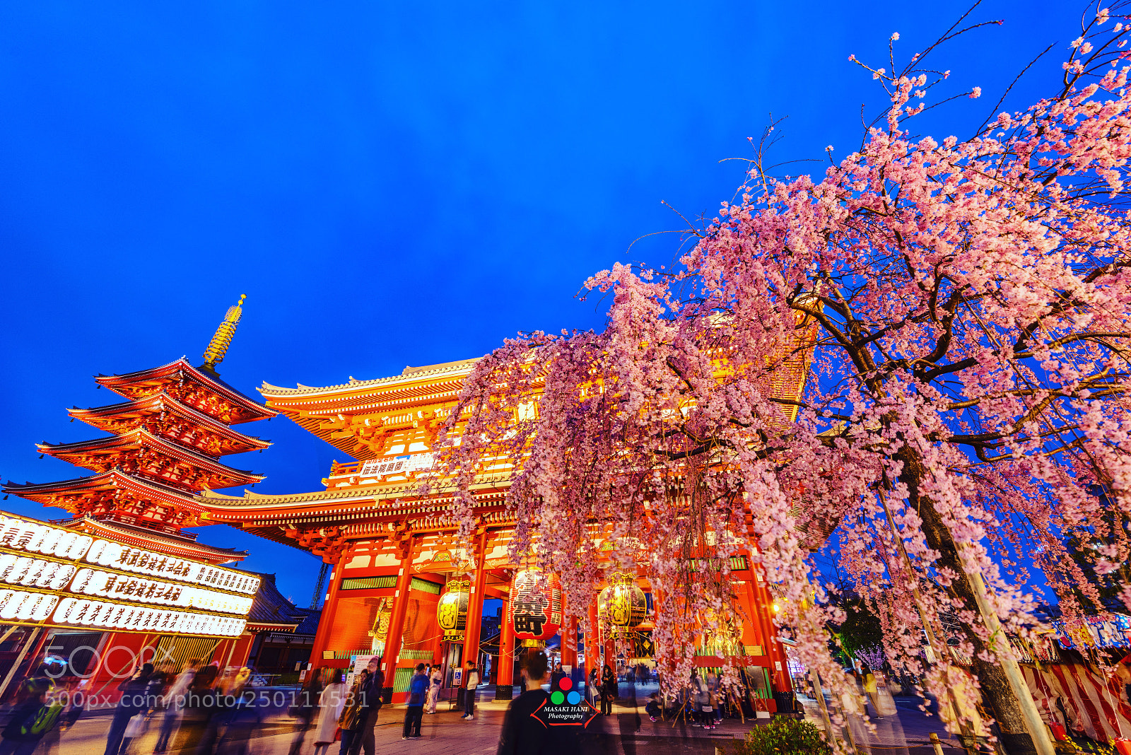 Nikon D850 sample photo. Senso-ji temple cherry blossom photography