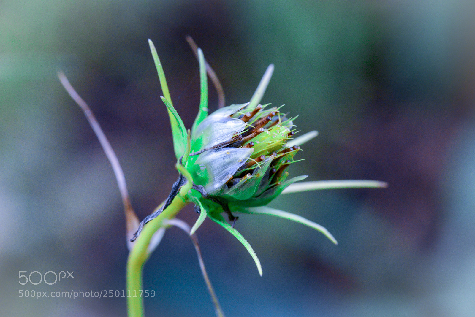 Nikon D600 sample photo. Lifebud photography