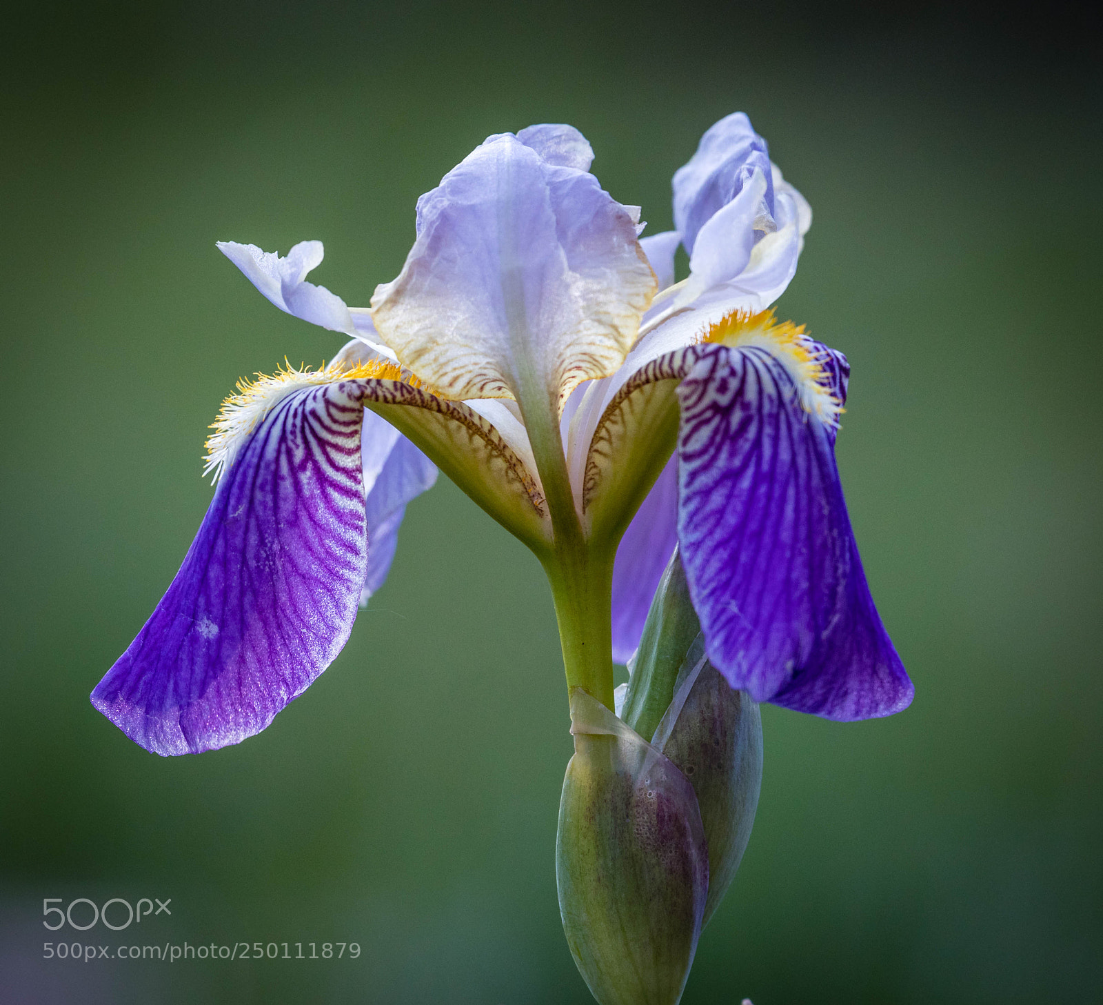 Canon EOS 5D Mark IV sample photo. Droopy dog iris photography