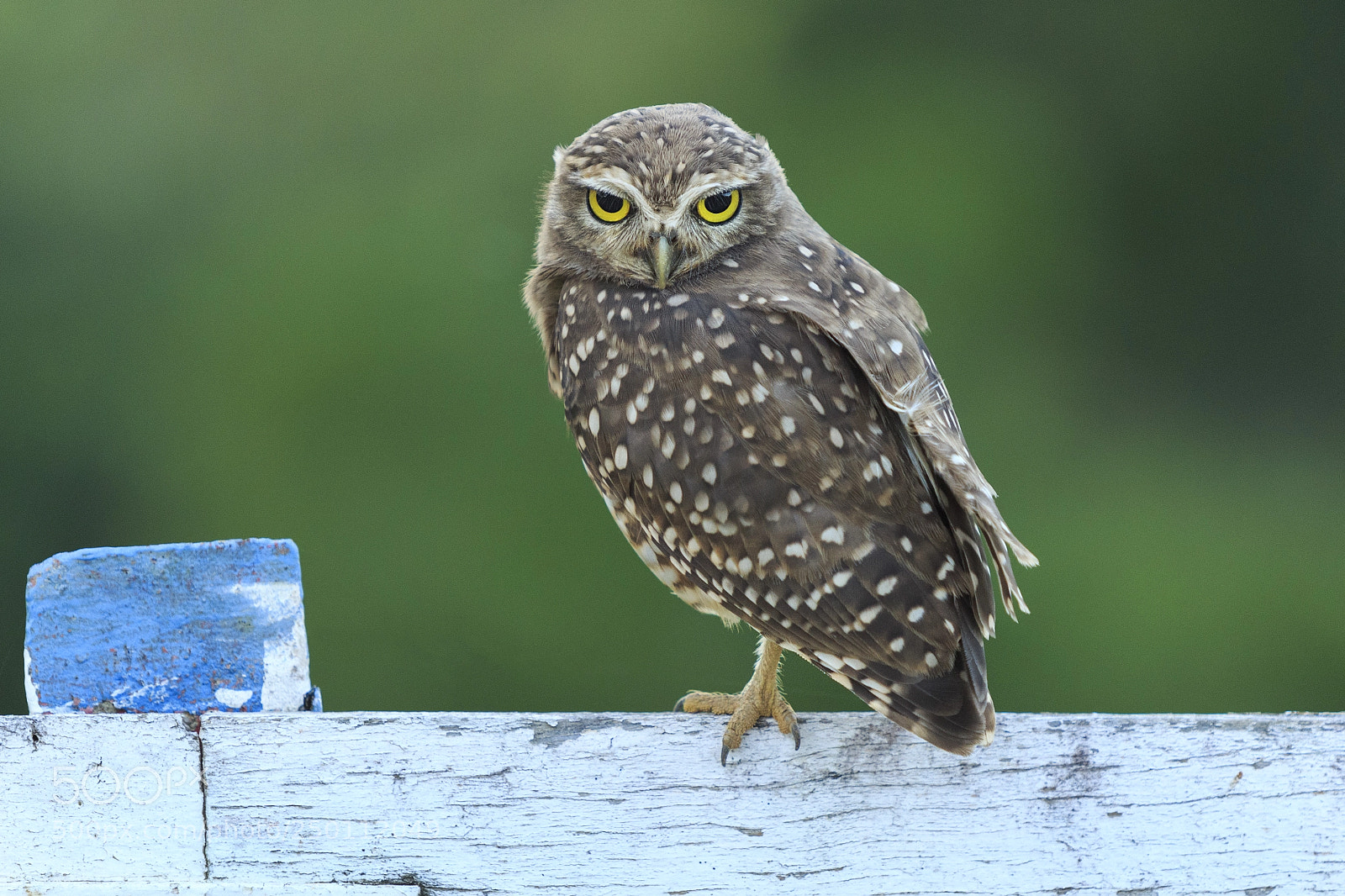 Canon EOS 700D (EOS Rebel T5i / EOS Kiss X7i) sample photo. Angry owl photography