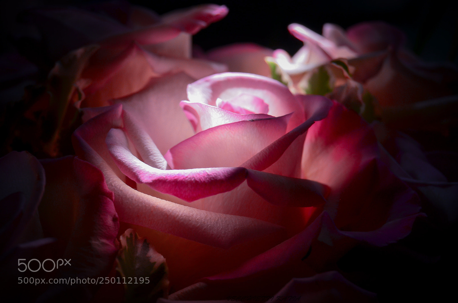 Nikon D5100 sample photo. La rosa photography