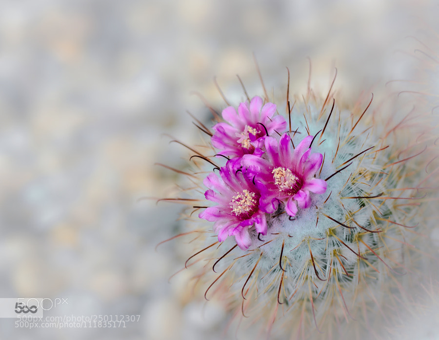 Nikon D800 sample photo. Untitled photography
