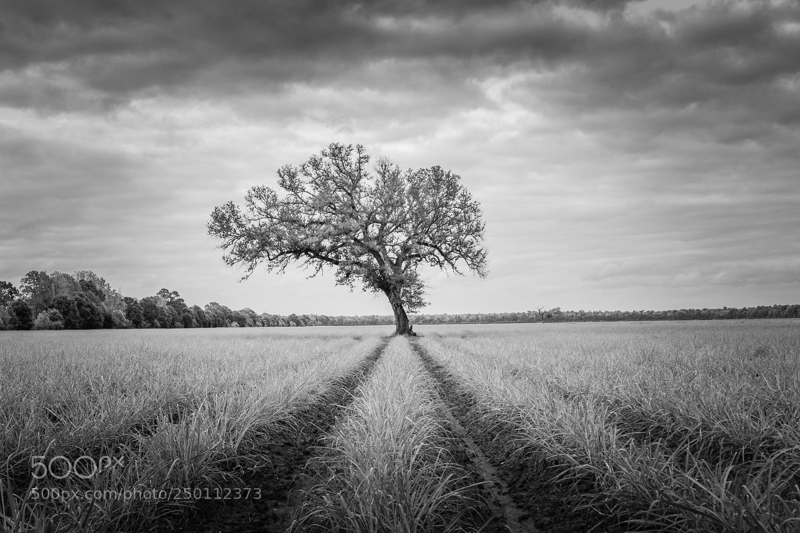 Canon EOS 80D sample photo. Old oak in a photography