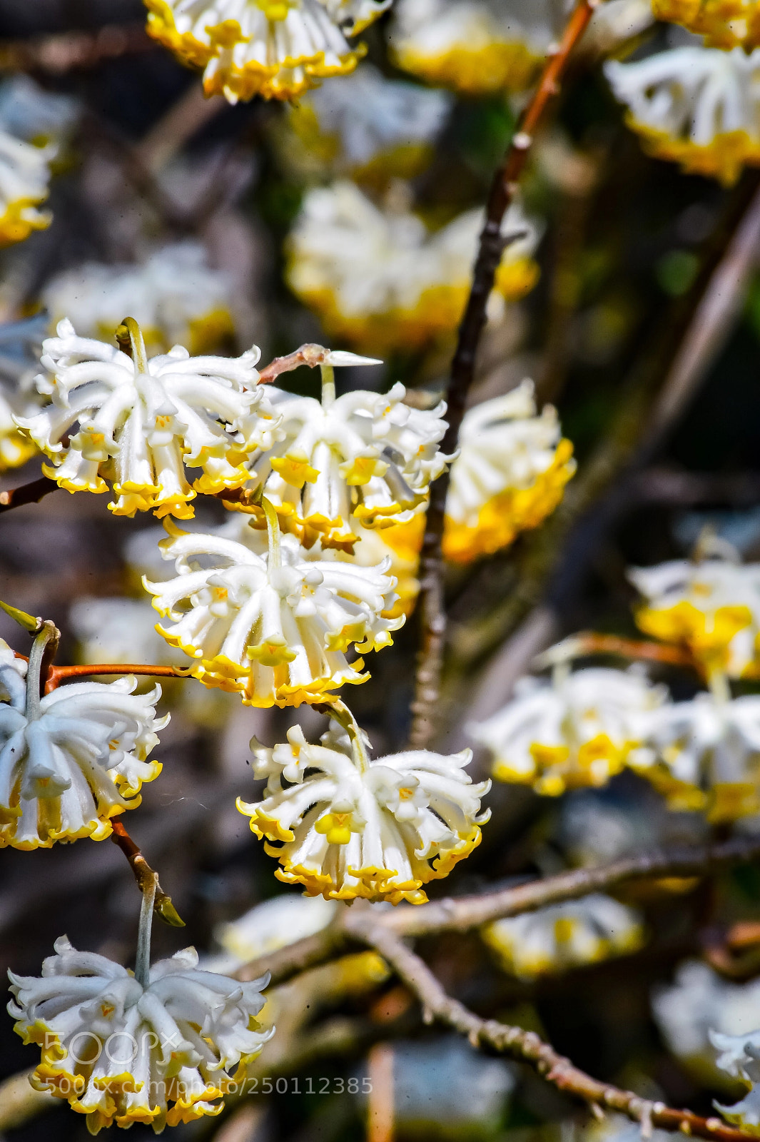 Nikon Df sample photo. A paper bush tells photography