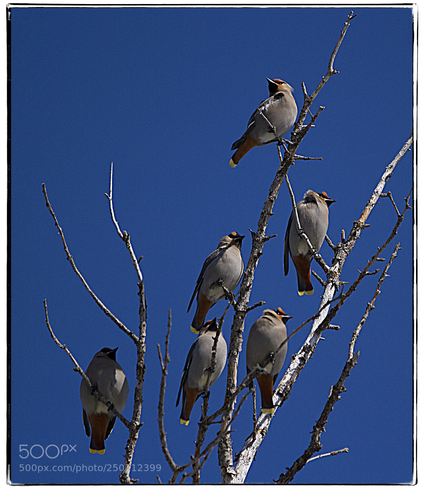 Canon EOS 7D sample photo. Cluster of bohemian waxwings. photography